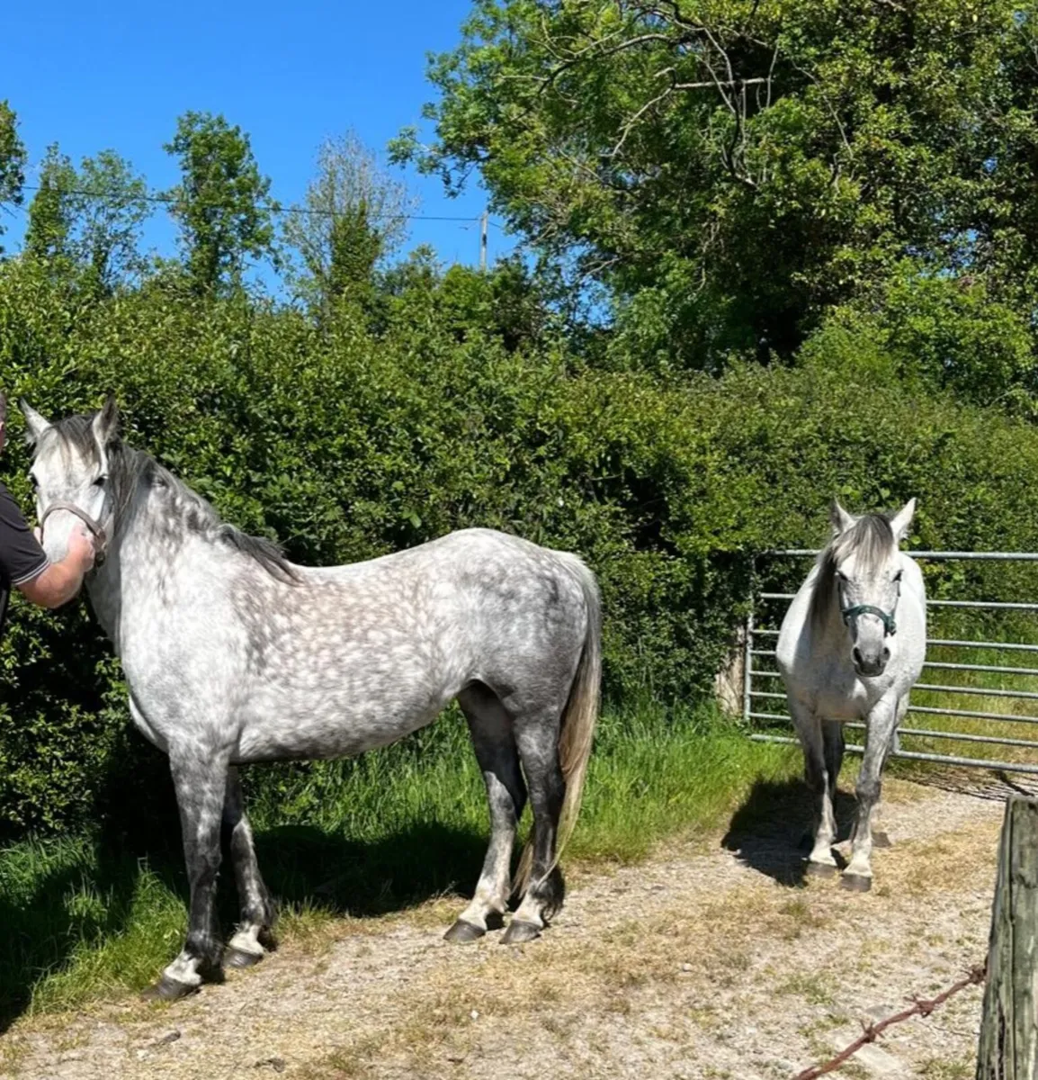 Connemara Mares - Image 1