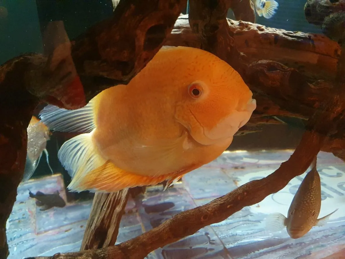 Cichlid fish - Image 1