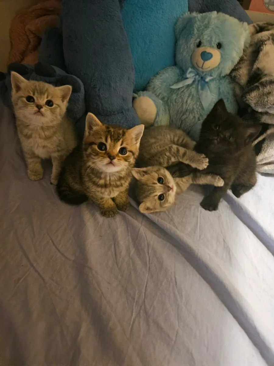 Brithsh Shorthair kittens no time wasters - Image 1
