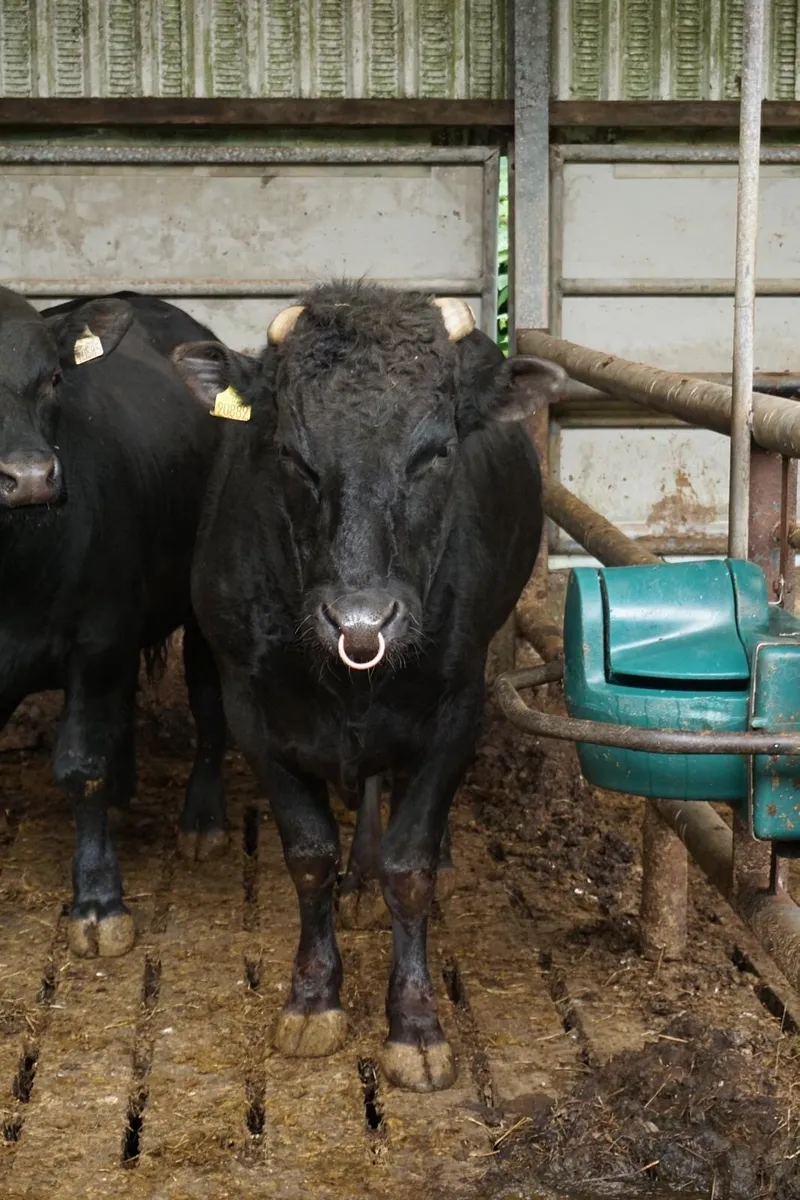 Purebred Wagyu bull - Image 2
