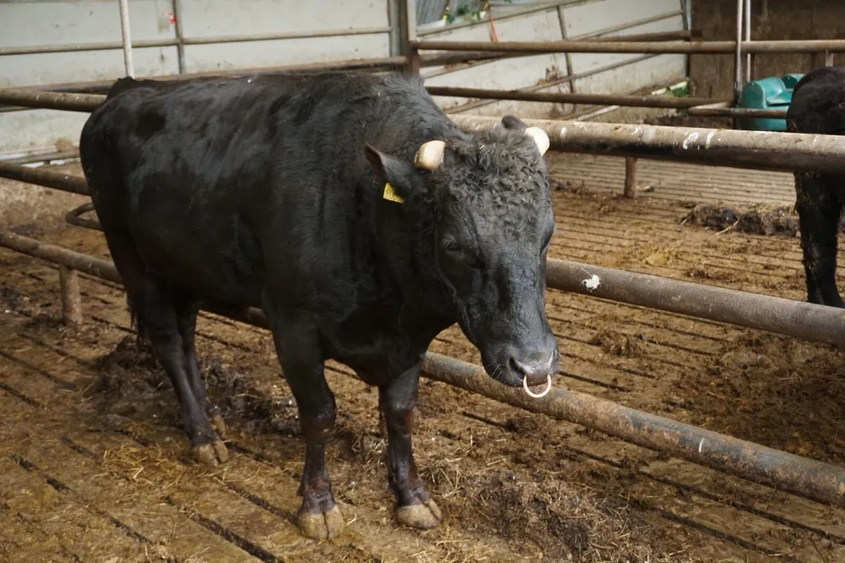 Purebred Wagyu bull - Image 3