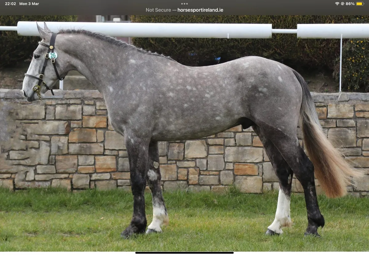 Irish Draught Yearling colt - Image 4