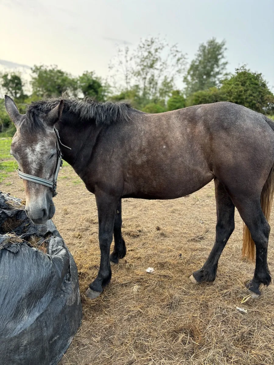 2 year Connemara n/n lovely breeding - Image 2