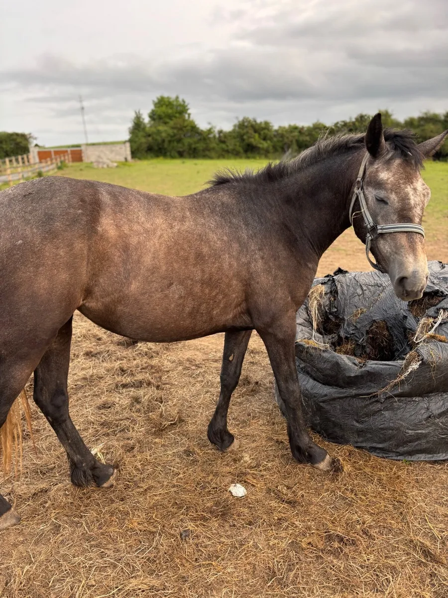 2 year Connemara n/n lovely breeding - Image 1