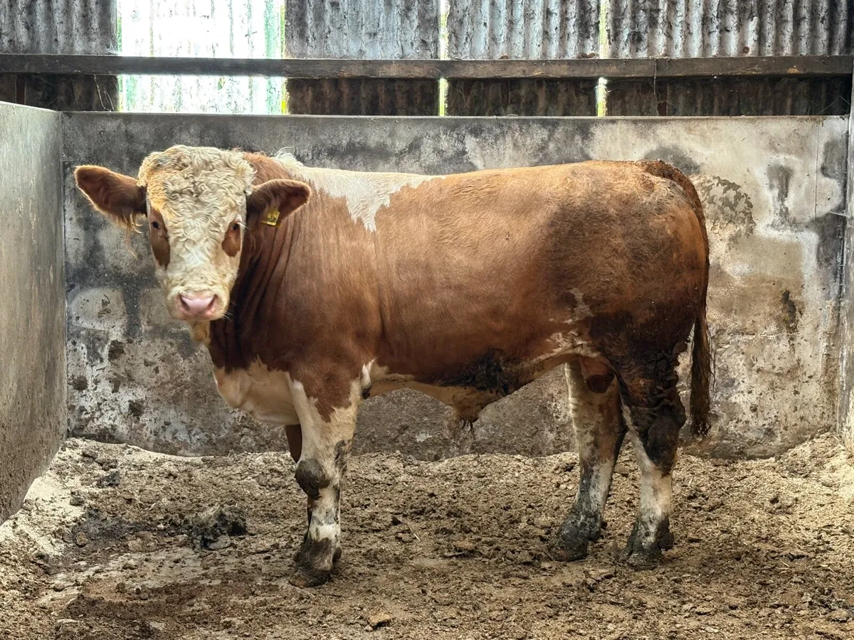 Bulls - Image 2