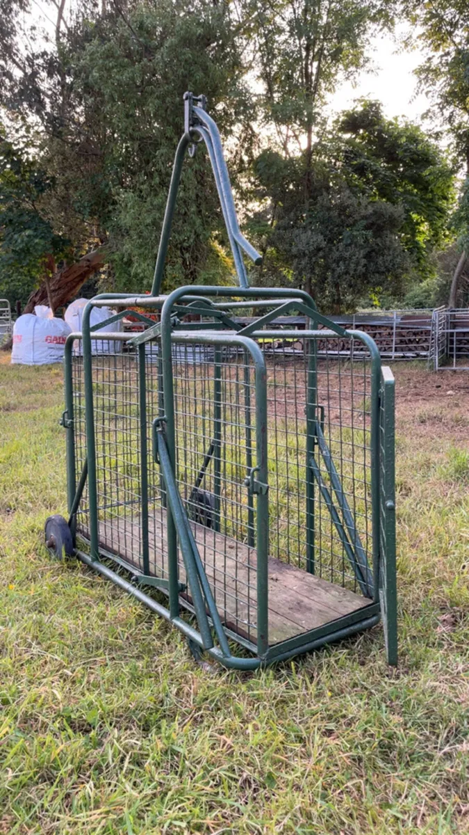 Lamb Weighing Scales - Image 4