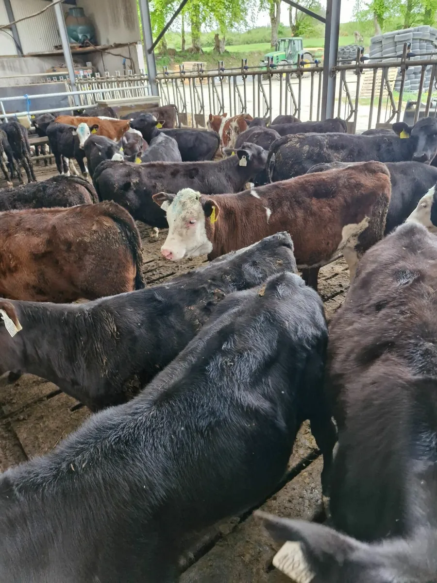 Reared calves - Image 1