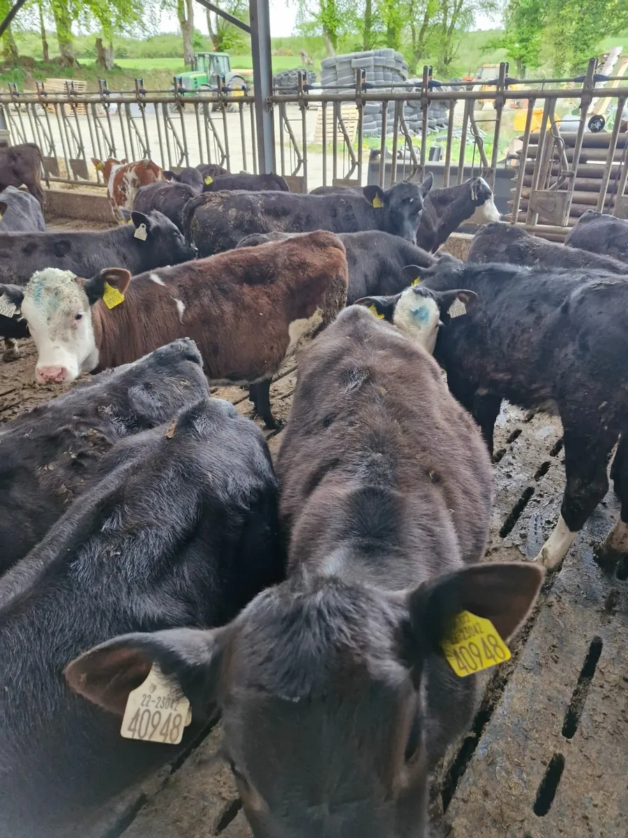 Reared calves - Image 2