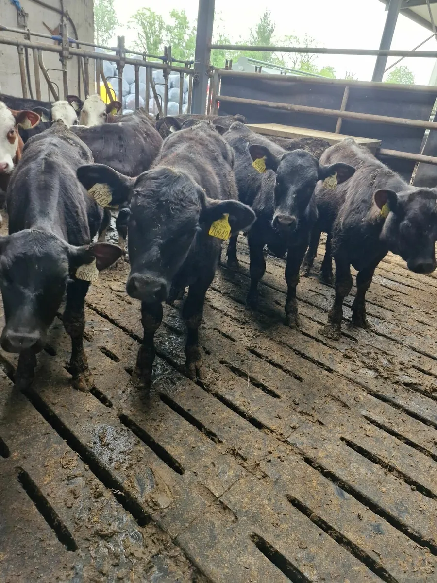 Reared calves - Image 3