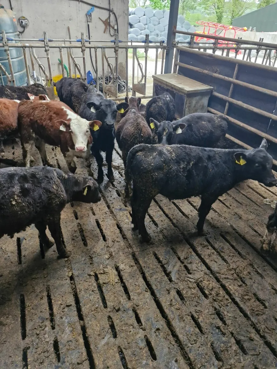 Reared calves - Image 4