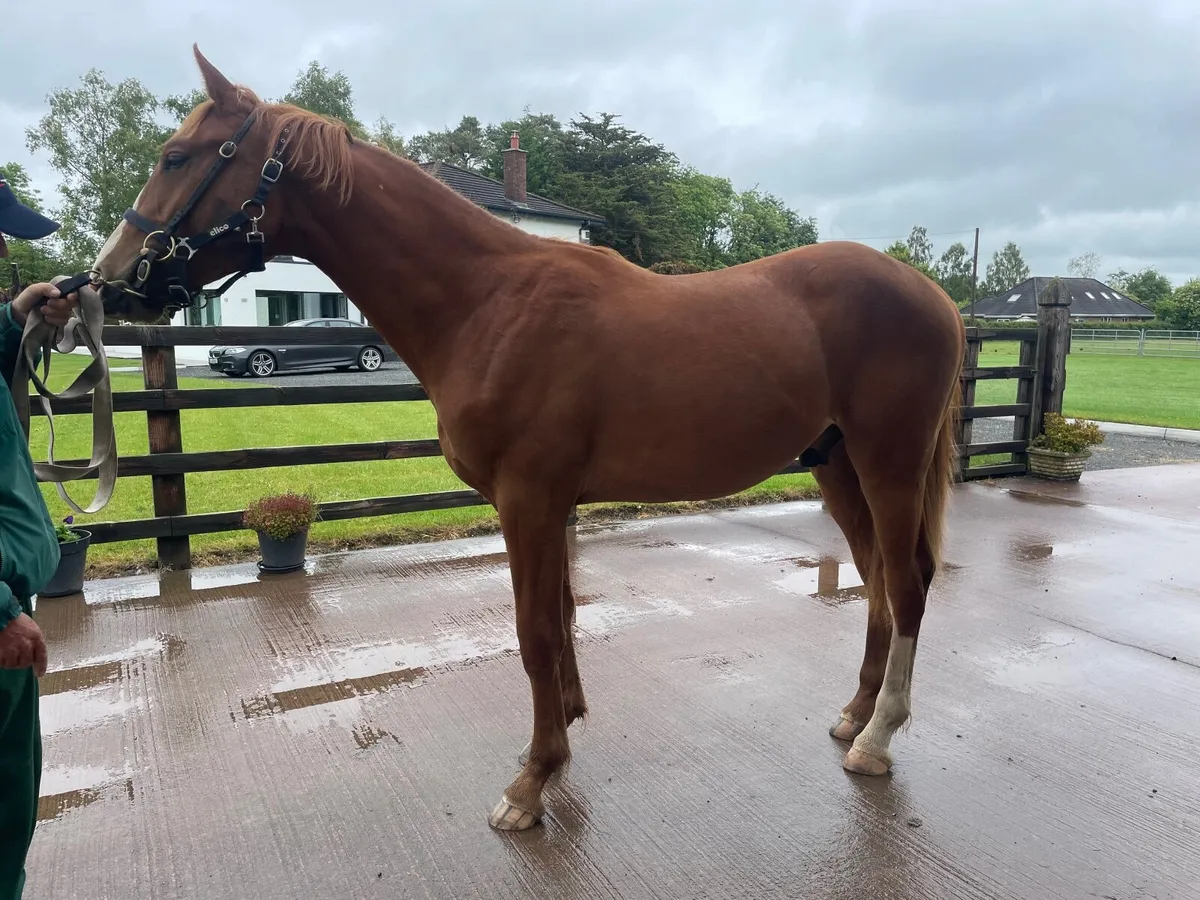 Irish Draught Yearling colt - Image 1