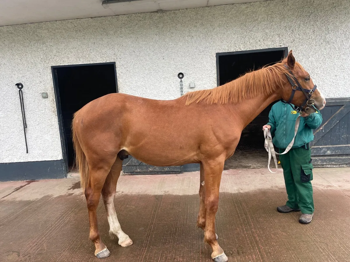 Irish Draught Yearling colt - Image 2