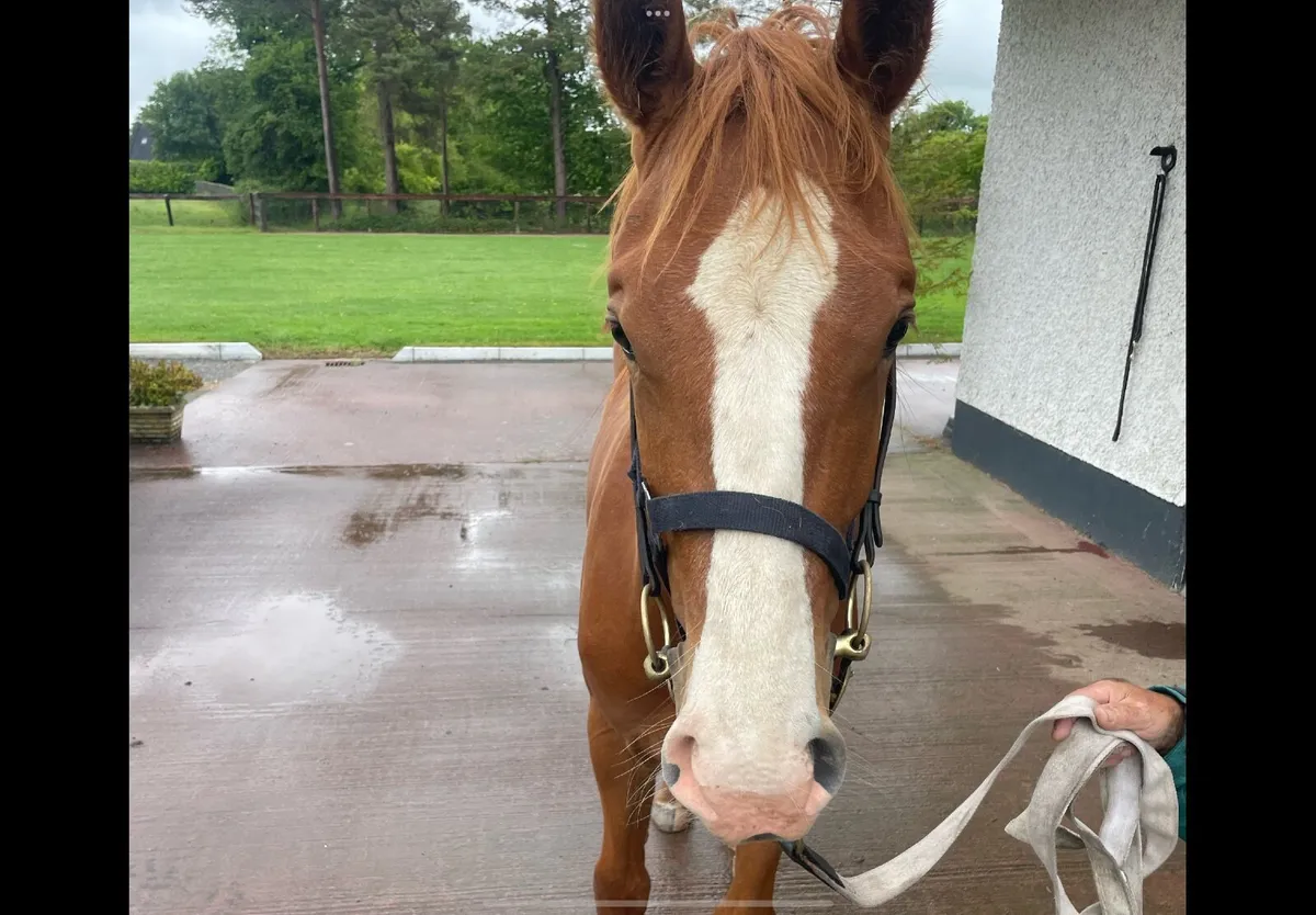 Irish Draught Yearling colt - Image 3