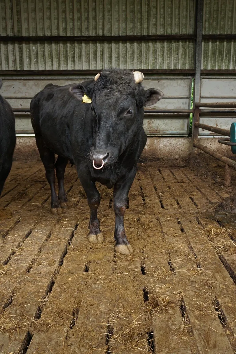 Purebred Wagyu bull - Image 1