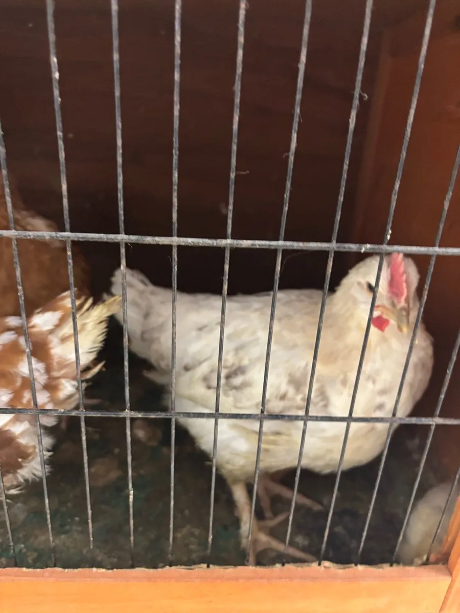 Hens - Image 1