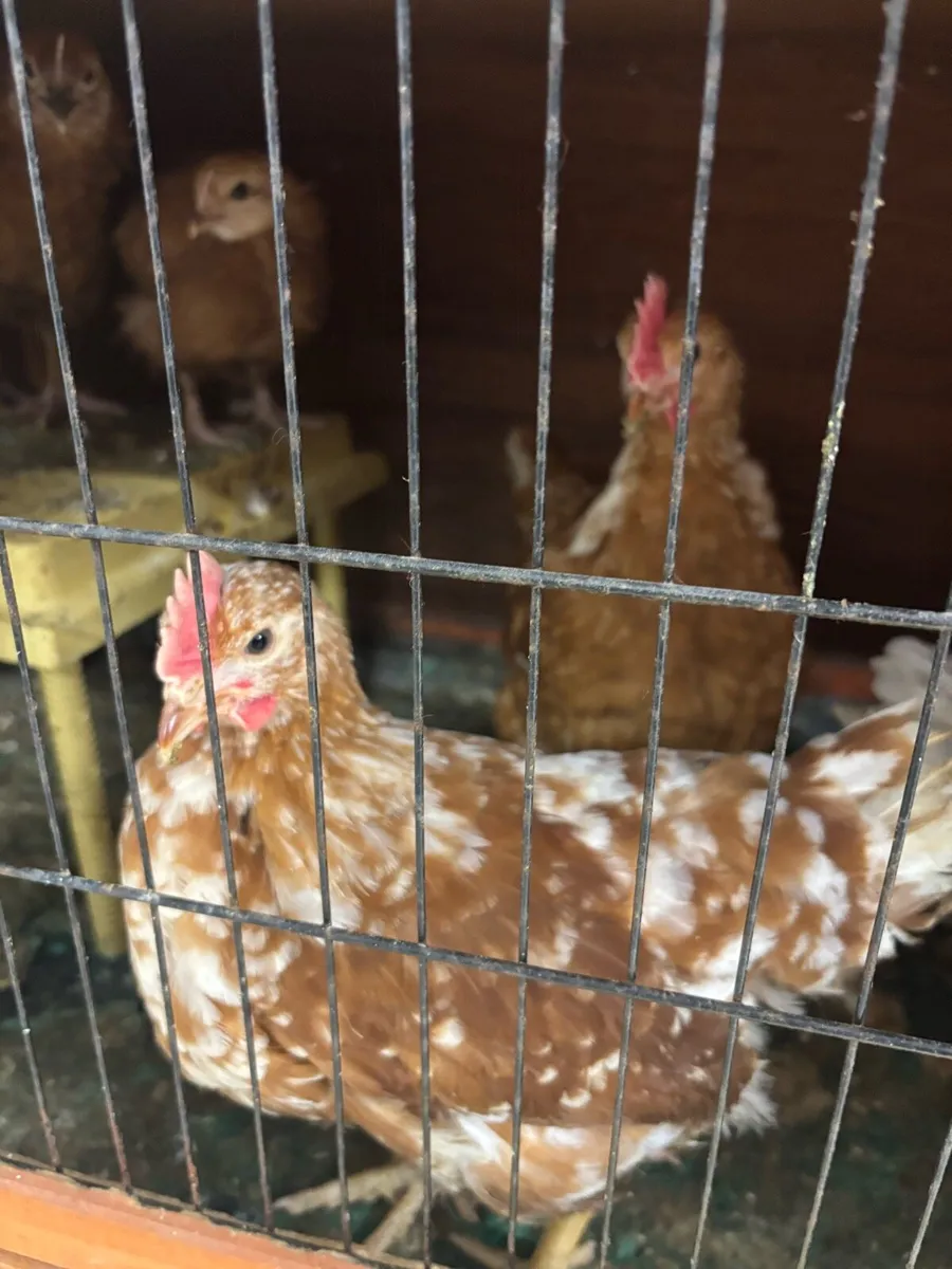 Hens - Image 2