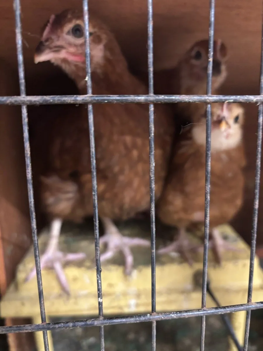 Hens - Image 3