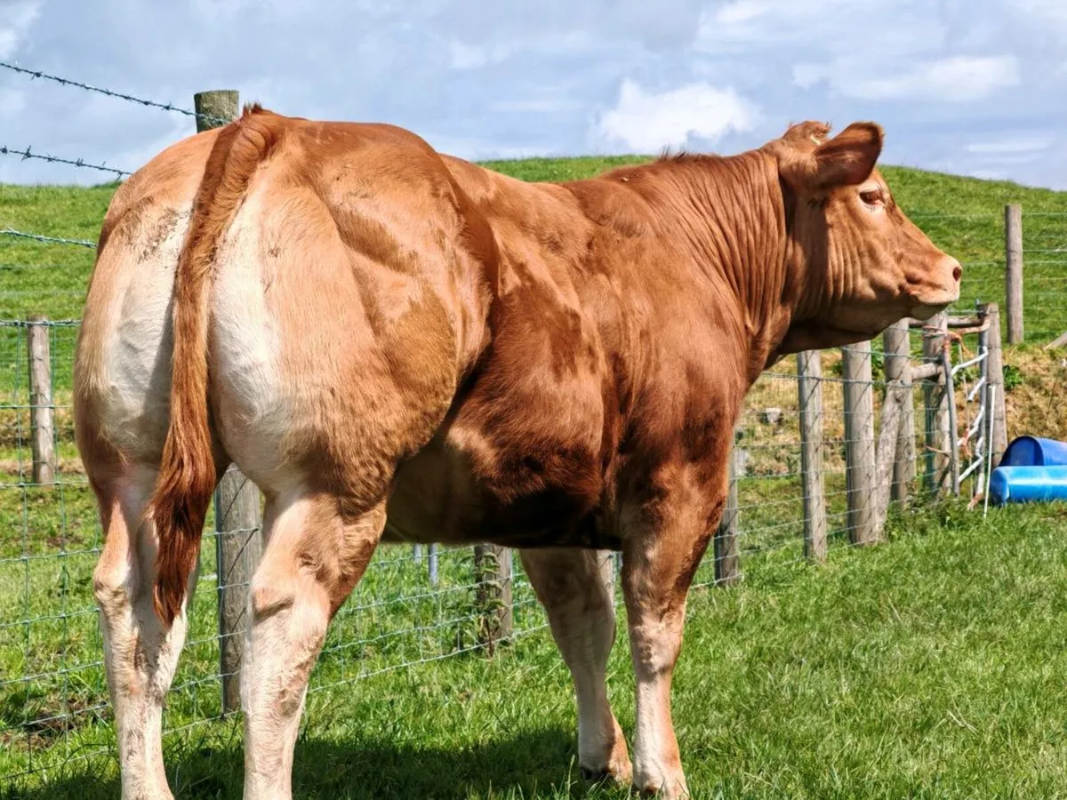 Super Limousin Heifer - Image 1