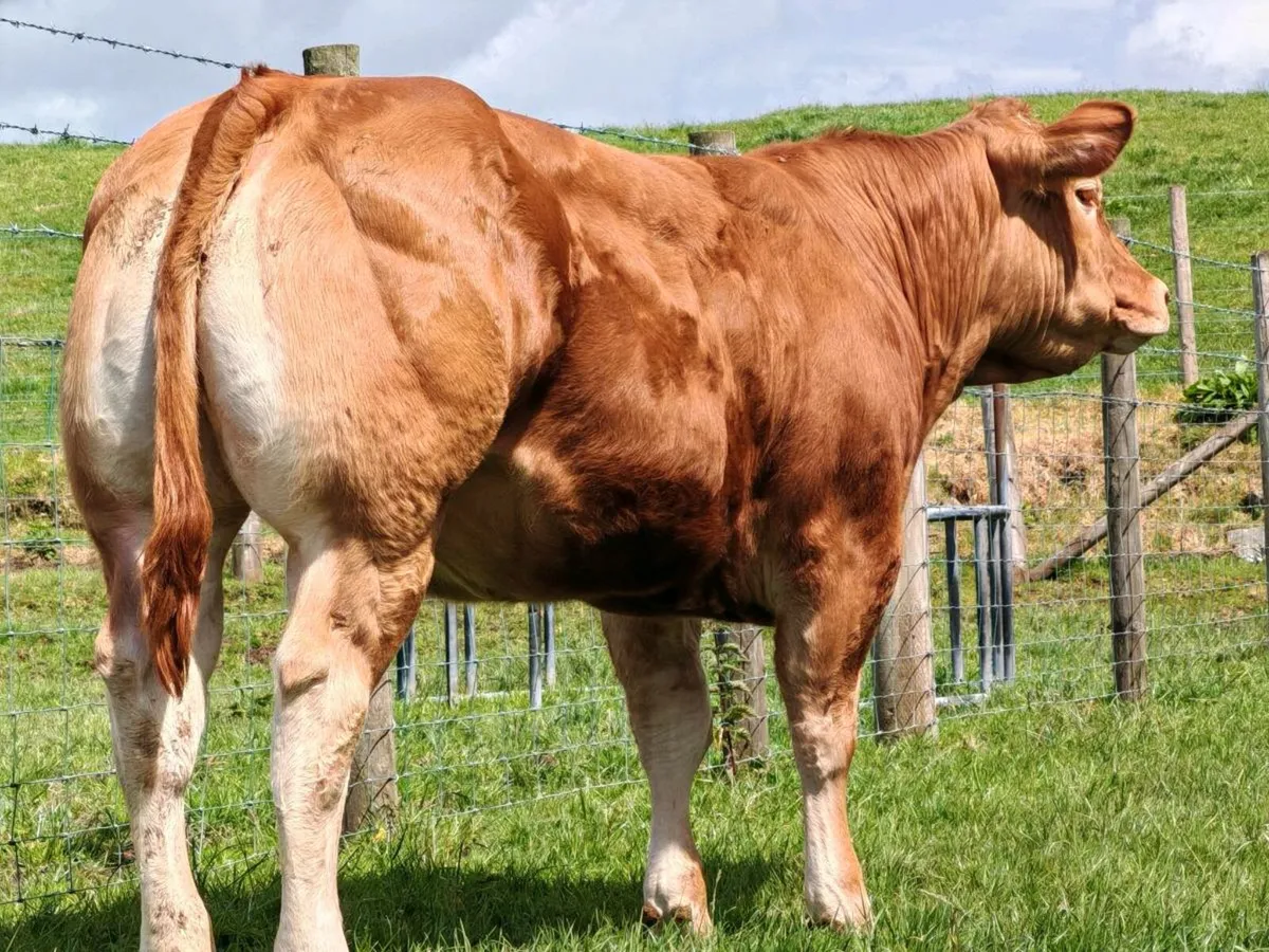 Super Limousin Heifer - Image 2