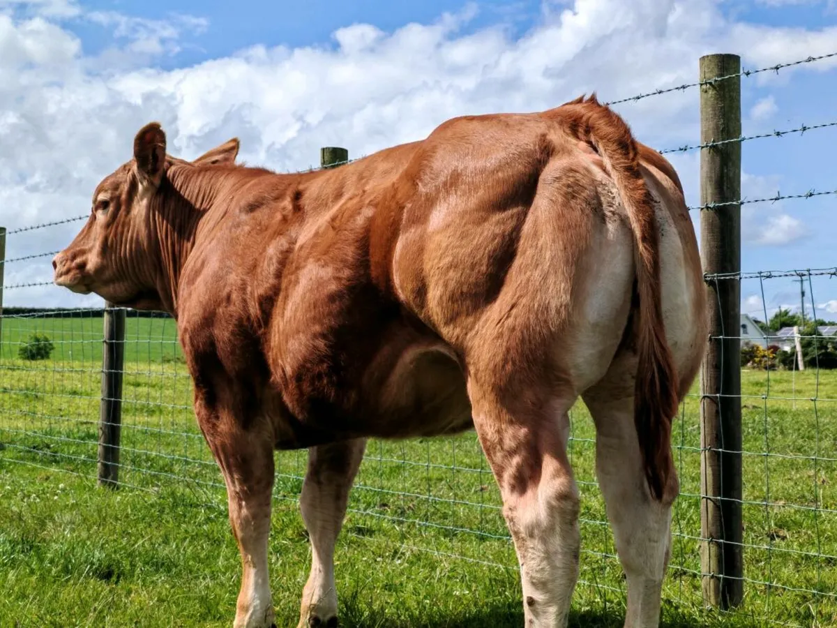 Super Limousin Heifer - Image 4