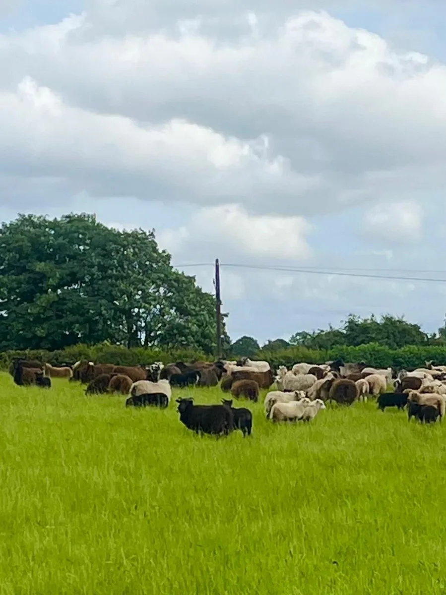 Beautiful flock of shetland sheep - Image 1