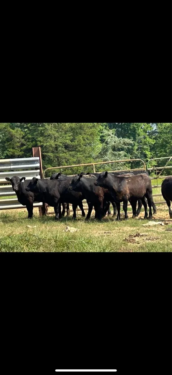 Tb restricted calves wanted