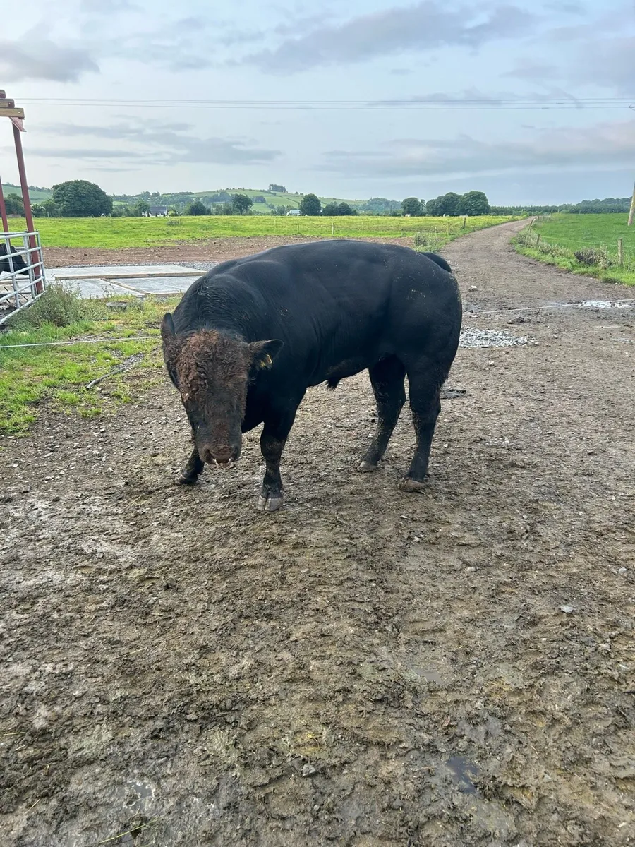 Angus bull - Image 2