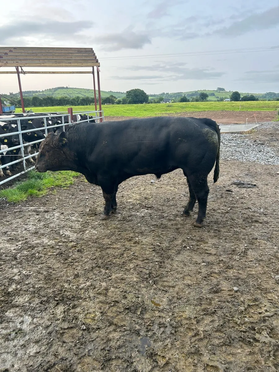 Angus bull - Image 3