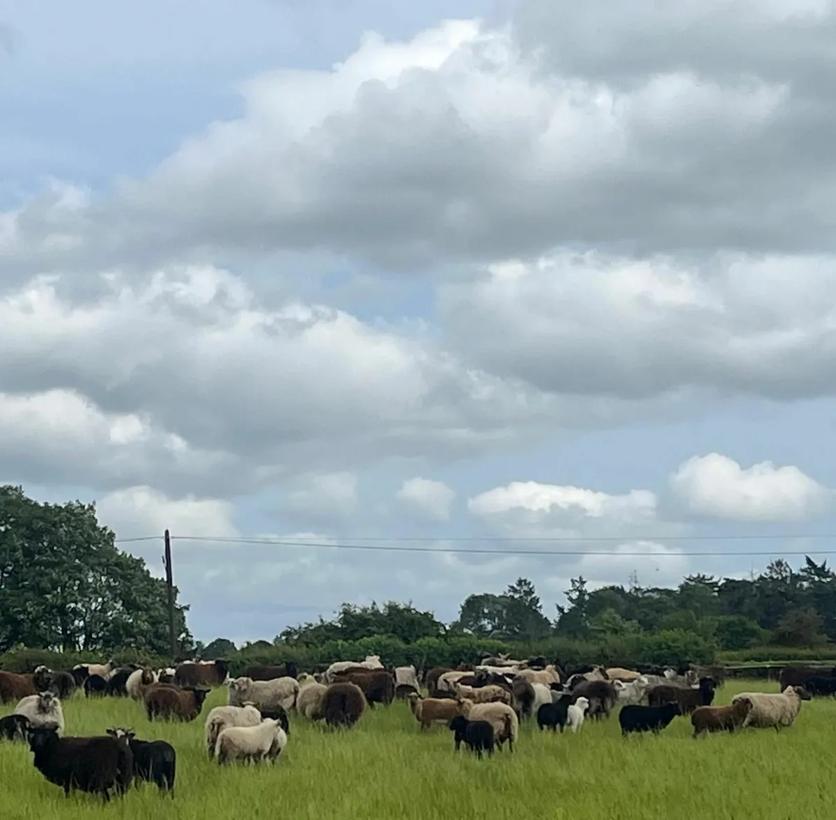 Beautiful flock of shetland sheep - Image 2
