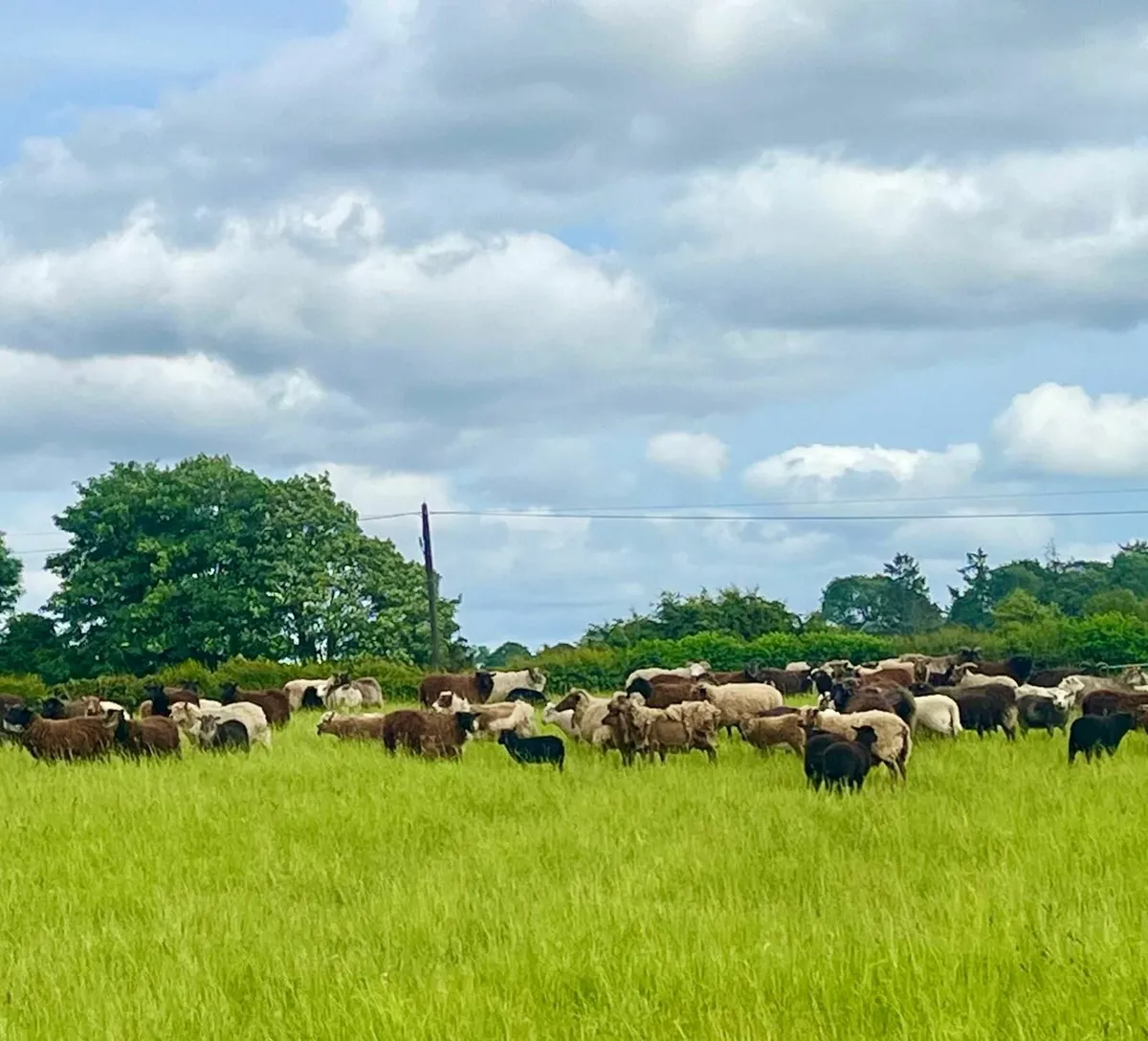 Beautiful flock of shetland sheep - Image 4