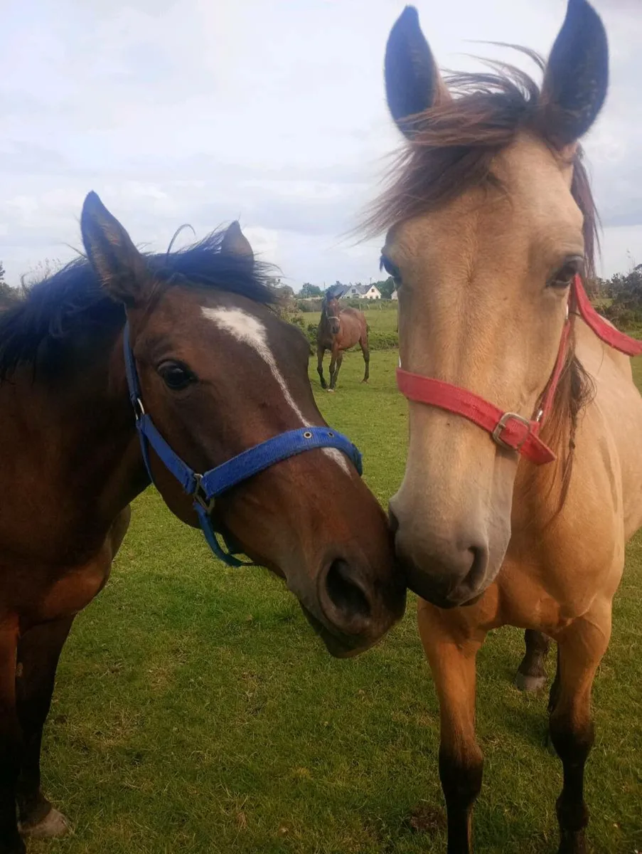 Sport horse filly - Image 2