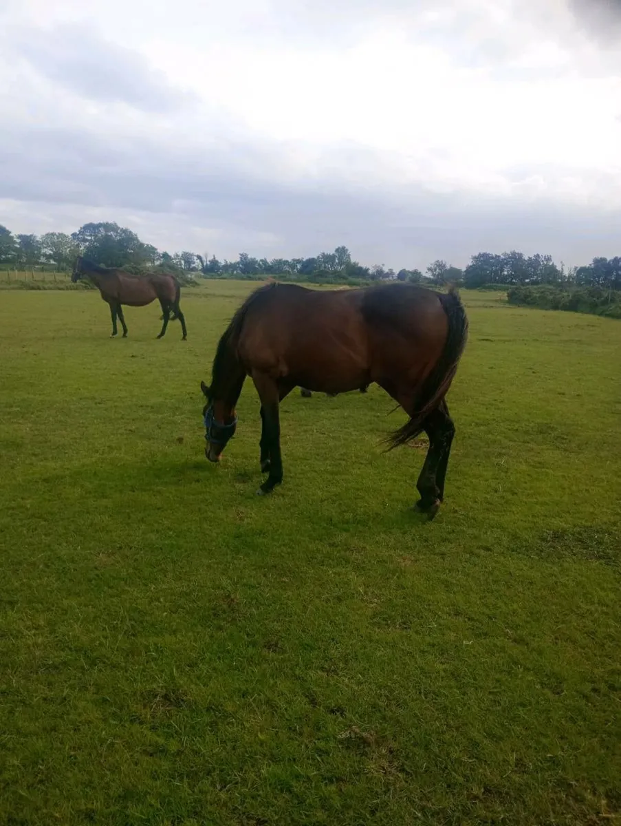 Sport horse filly - Image 3