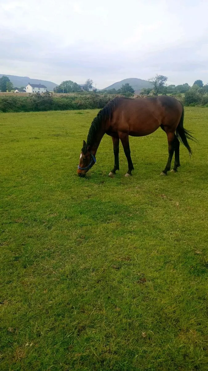 Sport horse filly - Image 4