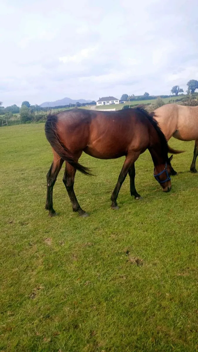 Sport horse fillys - Image 4