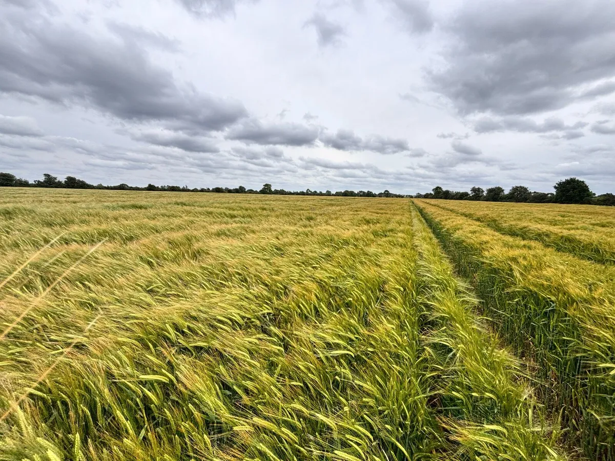 Land wanted for crops