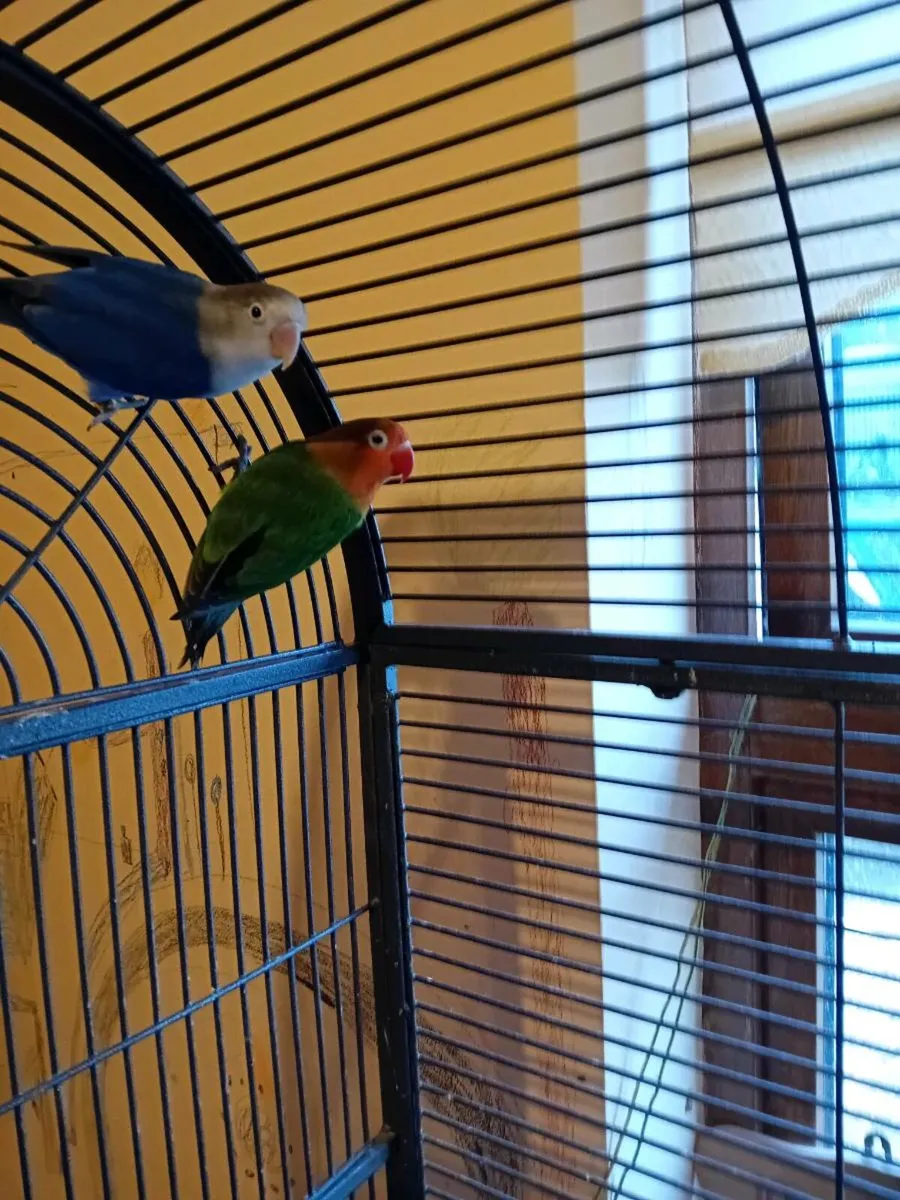 Birds lovebirds - Image 4