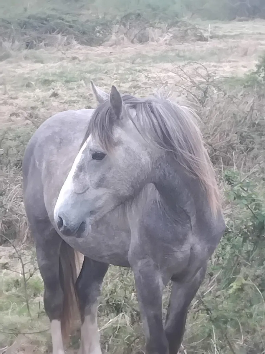 Colt - Image 2