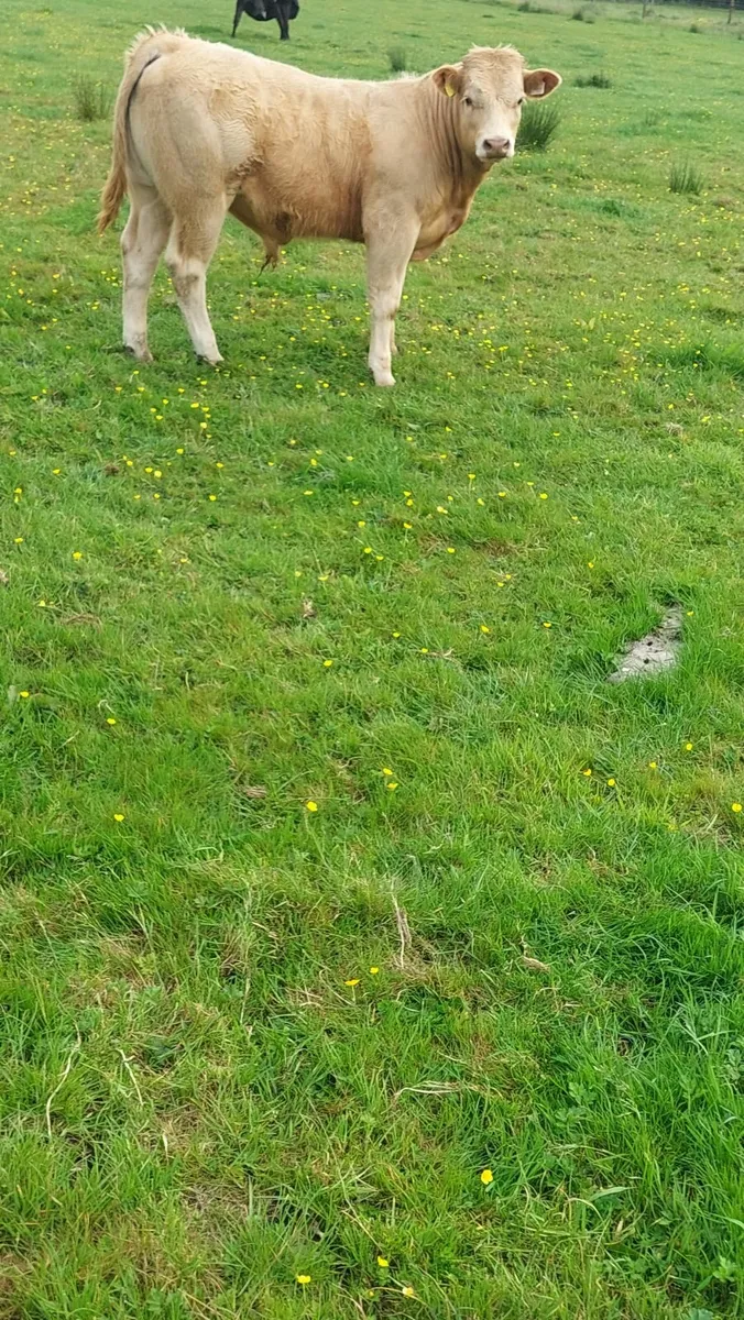 Cattle - Image 1