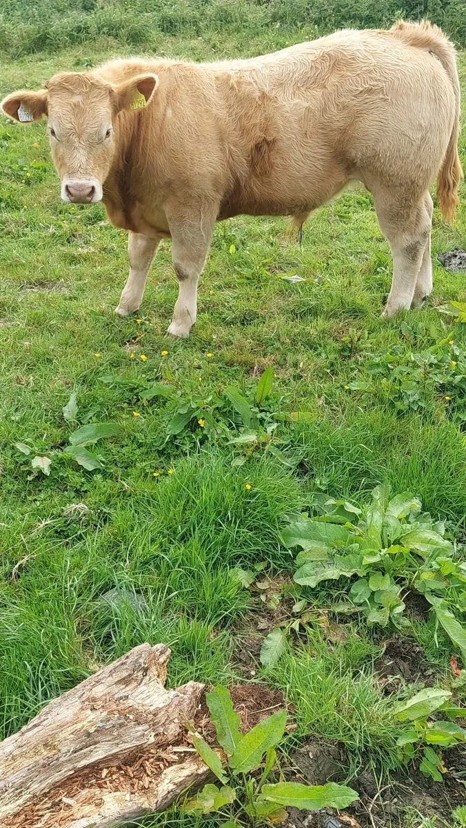 Cattle - Image 2