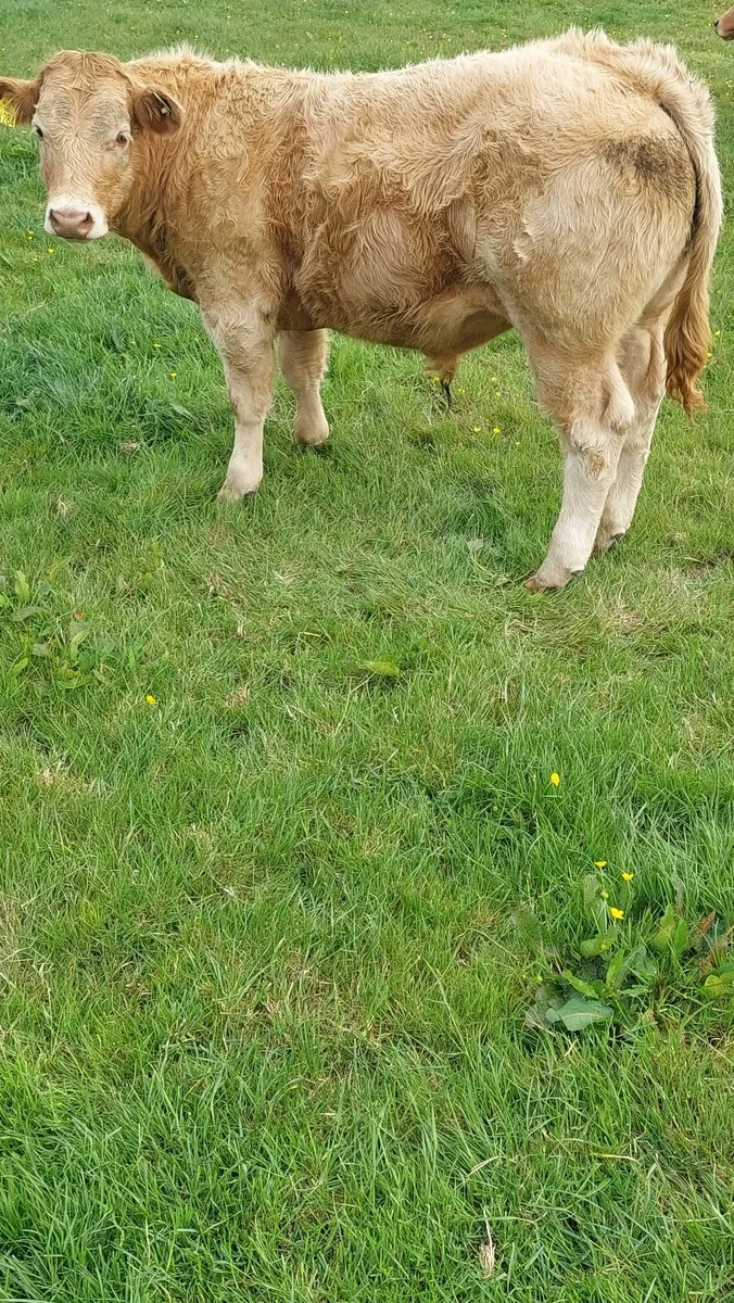 Cattle - Image 3