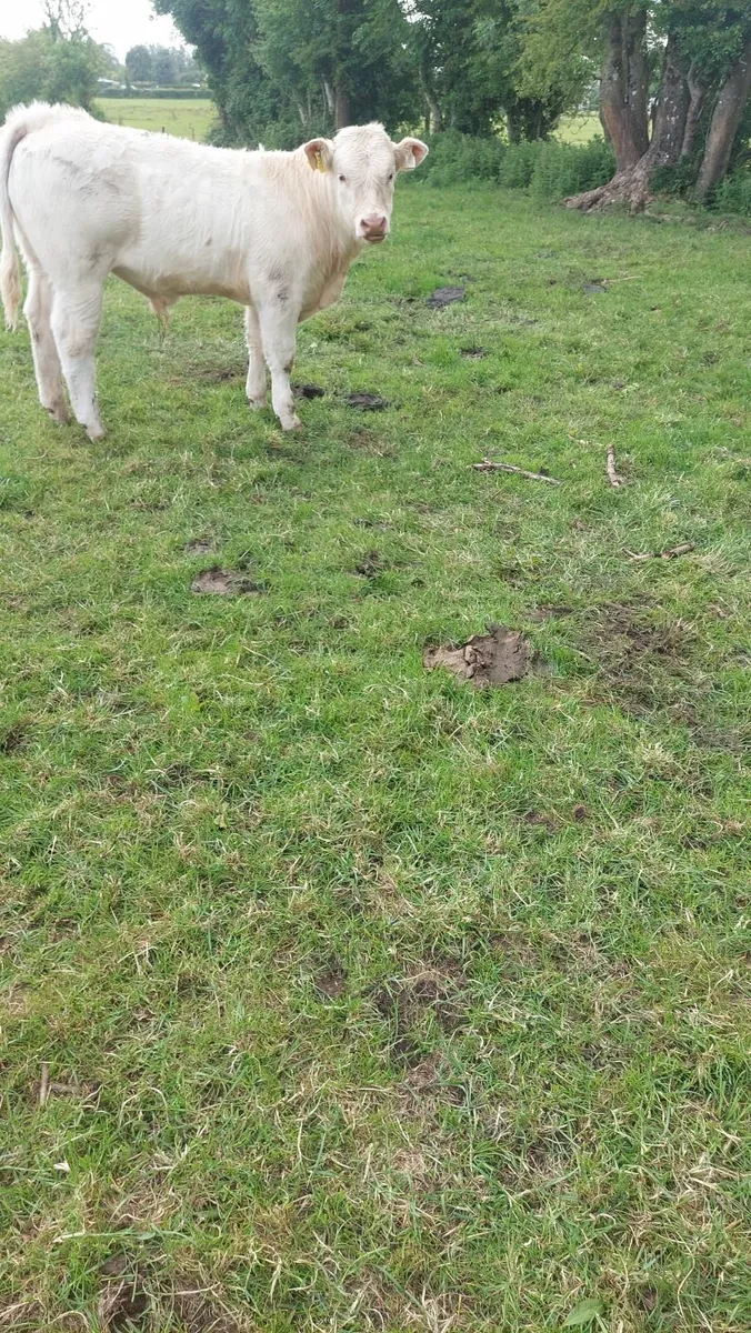 Cattle - Image 4