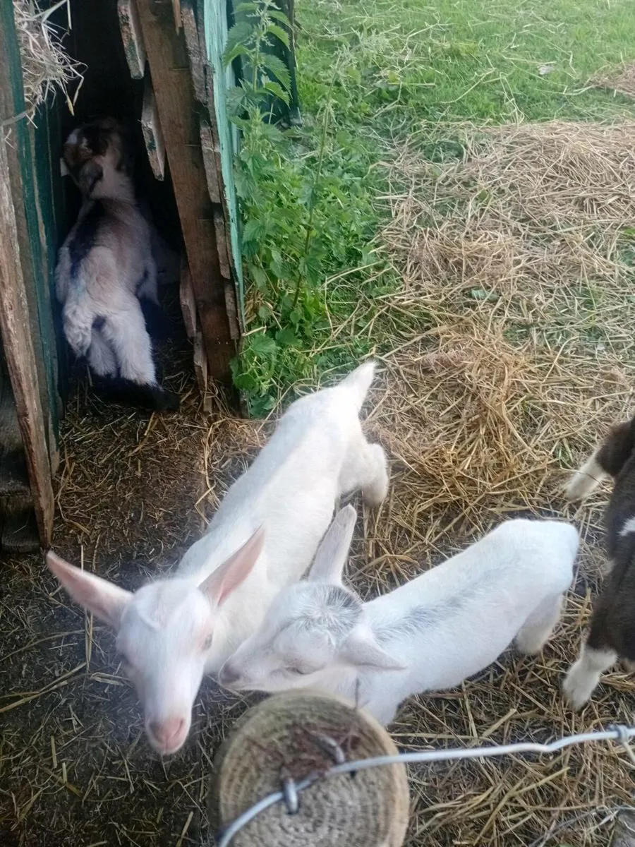 Goats - Image 1