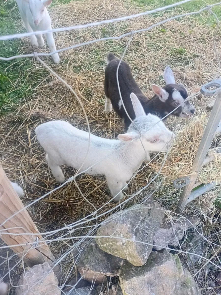 Goats - Image 2
