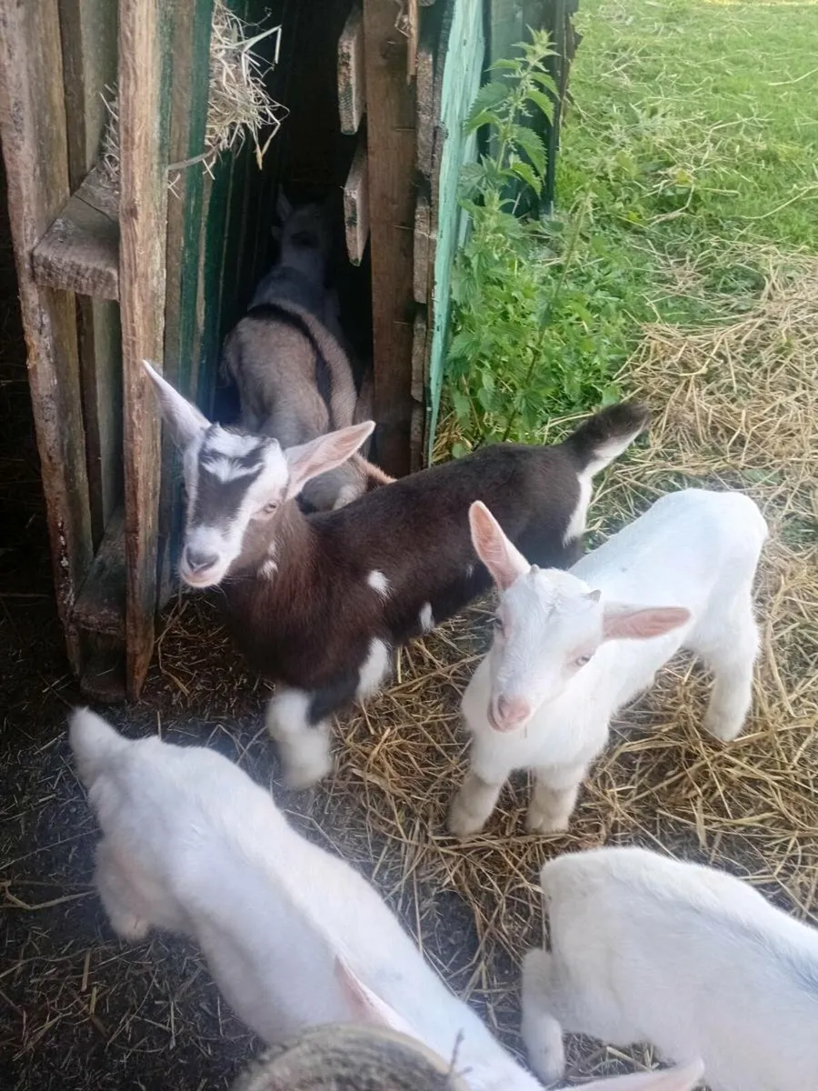 Goats - Image 3