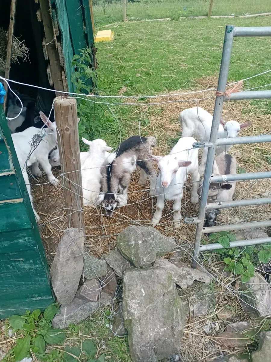 Goats - Image 4
