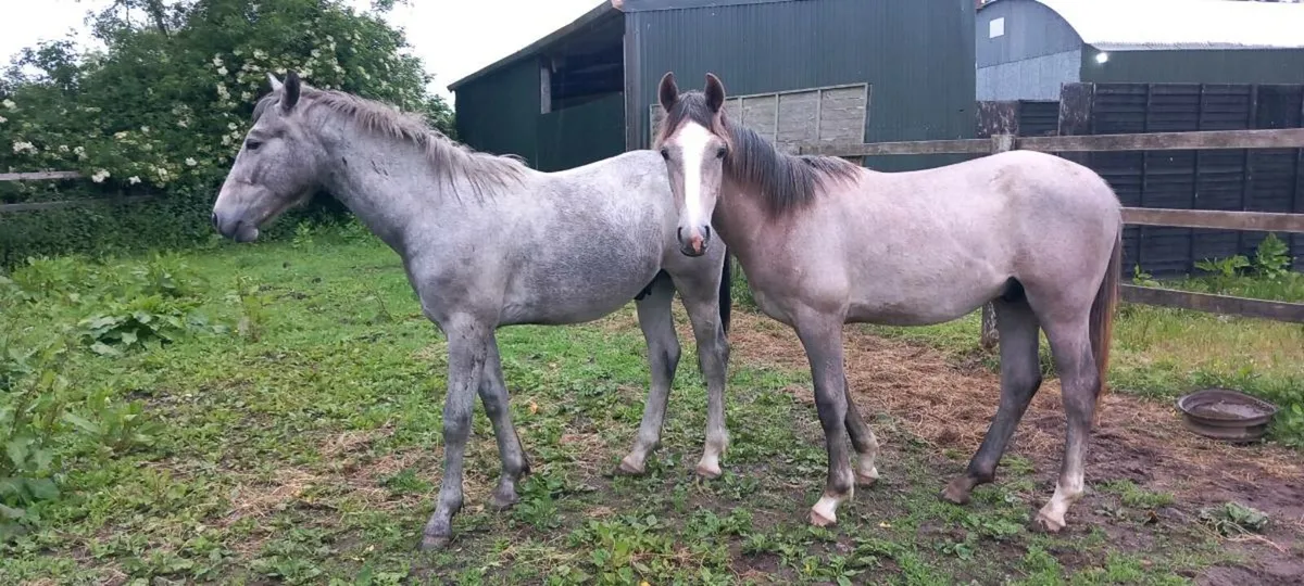 Irish Draught Yearling Geldings - Image 1