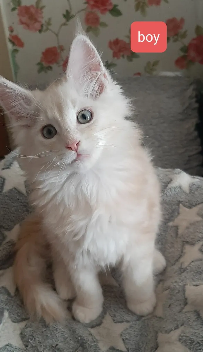 Maine Coon kittens Avaliable - Image 2