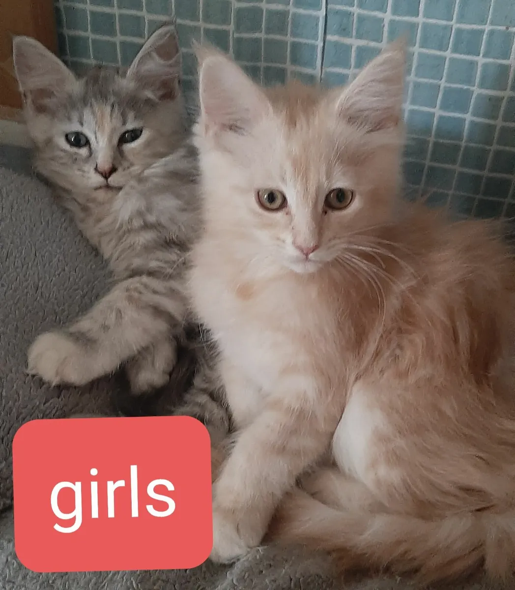 Maine Coon kittens Avaliable - Image 3