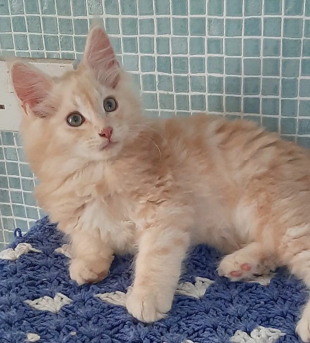 Maine Coon kittens Avaliable - Image 4