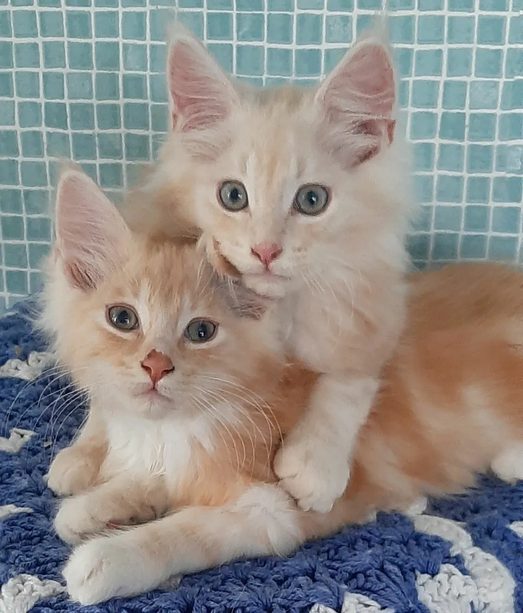 Maine Coon kittens Avaliable - Image 1